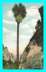 A804 / 595 CALIFORNIA Sentinel Palm ( Arbre ) - Andere & Zonder Classificatie