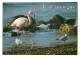 Oiseaux - Flamants Roses - Camargue - Flamingos - CPM - Voir Scans Recto-Verso - Oiseaux