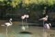 Oiseaux - Flamants Roses - Camargue - Flamingos - CPM - Voir Scans Recto-Verso - Oiseaux