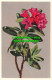 R498657 Rusty Leaved Alpine Rose. Stehli. No. 397 - Mundo