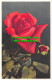 R498670 Rose. Stehli. No. 654 - World