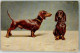 10709405 - T.S.N. Seie 719 Kurzhaariger Brauner Dachshund - Chiens