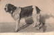 ANIMAUX & FAUNE - Chiens - Chien Du St Bernard - Carte Postale Ancienne - Dogs