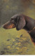 Animaux - N°85569 - Chien - A. Muller - Chiens