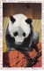 Animaux - N°85590 - Panda - Su-Lin, Giant Panda, Brookfield Zoo - Other & Unclassified