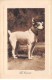 Animaux - N°86740 - Chiens - Fox Terrier - Chiens