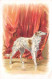 Animaux - N°90256 - Chien Devant Un Rideau - Lévrier Poil Long Bouclé - Hunde