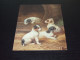 75156-        CA. 12 X 16 CM. -  / HONDEN / DOG DOGS / HUNDE / CHIENS / PERROS - Chiens