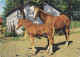 AK 214904 HORSE / PFERD ... - Horses