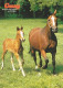 AK 214906 HORSE / PFERD ... - Hannoveraner - Horses