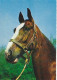 AK 214910 HORSE / PFERD ... - Pferde