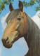 AK 214911 HORSE / PFERD ... - Pferde