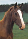 AK 214912 HORSE / PFERD / CHEVAL ... - Pferde