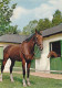 AK 214916 HORSE / PFERD / CHEVAL ... - Pferde