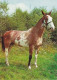 AK 214918 HORSE / PFERD / CHEVAL ... - Horses