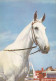 AK 214919 HORSE / PFERD / CHEVAL ... - Horses