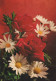 FLOWERS Vintage Postcard CPSM #PAS119.A - Flowers