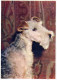 CANE Animale Vintage Cartolina CPSM #PAN934.A - Hunde