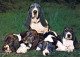 DOG Animals Vintage Postcard CPSM #PAN637.A - Chiens