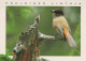 PÁJARO Animales Vintage Tarjeta Postal CPSM #PAM667.A - Oiseaux