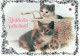 GATTO KITTY Animale Vintage Cartolina CPSM #PAM553.A - Chats