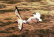 BIRD Animals Vintage Postcard CPSM #PBR379.A - Oiseaux