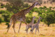 GIRAFFE Animale Vintage Cartolina CPSM #PBS952.A - Girafes