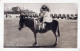 ESEL Tiere Kinder Vintage Antik Alt CPA Ansichtskarte Postkarte #PAA347.A - Esel