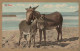 ÂNE Animaux Vintage Antique CPA Carte Postale #PAA208.A - Donkeys