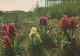 FLOWERS Vintage Postcard CPSM #PAR656.GB - Flores