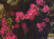 FLOWERS Vintage Postcard CPSM #PAR536.GB - Flores