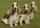 DOG Animals Vintage Postcard CPSM #PAN469.GB - Chiens