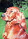 DOG Animals Vintage Postcard CPSM #PAN795.GB - Chiens