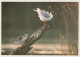 BIRD Animals Vintage Postcard CPSM #PAN219.GB - Oiseaux