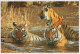 TIGER BIG CAT Animals Vintage Postcard CPSM Unposted #PAM031.GB - Tigri