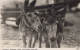 DONKEY Animals Vintage Antique Old CPA Postcard #PAA036.GB - Burros