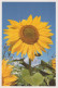 FLOWERS Vintage Postcard CPSM #PBZ786.GB - Bloemen