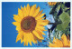 FLOWERS Vintage Postcard CPSM #PBZ786.GB - Fleurs