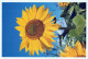 FLOWERS Vintage Postcard CPSM #PBZ786.GB - Blumen