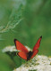 BUTTERFLIES Animals Vintage Postcard CPSM #PBS452.GB - Butterflies