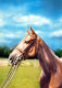 HORSE Animals Vintage Postcard CPSM #PBR851.GB - Horses