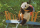 PANDA BEAR Animals Vintage Postcard CPSM #PBS265.GB - Bears