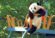 PANDA BEAR Animals Vintage Postcard CPSM #PBS265.GB - Beren