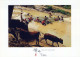 COW Animals Vintage Postcard CPSM #PBR788.GB - Cows