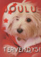 DOG Animals Vintage Postcard CPSM #PBQ626.GB - Chiens