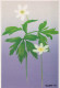 FLEURS Vintage Carte Postale CPSM #PAR478.FR - Flowers