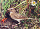 OISEAU Animaux Vintage Carte Postale CPSM #PAM727.FR - Birds