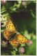 MARIPOSAS Animales Vintage Tarjeta Postal CPSM #PBS453.ES - Schmetterlinge