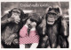 MONO Animales Vintage Tarjeta Postal CPSM #PBS007.ES - Monkeys