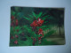 BRAZIL  POSTCARDS TURISMO  FLOWERS ORCHIDS FOR MORE PURCHASES 10% DISCOUNT - Poissons Et Crustacés